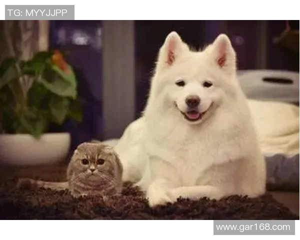 足球明星逗比情侣搞怪合照头像甜蜜登场甜美又有趣的萌宠风格图片